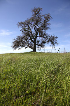 Lone Spring Oak Tree