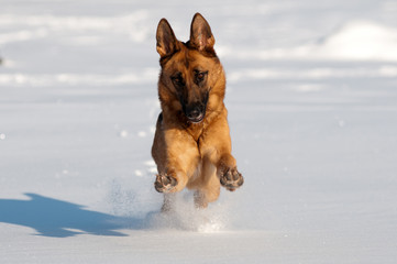 german shepherd in the snow