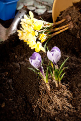 gardening