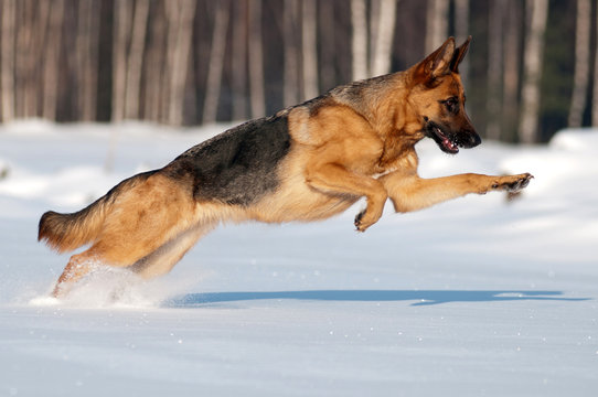 purebred german shepherd jumps and runs in the snow