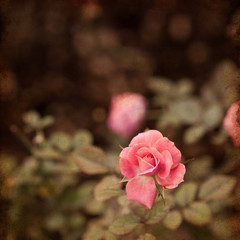rose vintage background