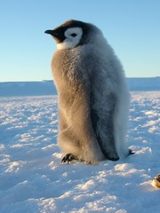 Pinguinbaby Kaiserpinguin-Baby