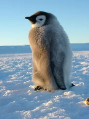 Foto op Canvas Pinguinbaby Kaiserpinguin-Baby © Thomas