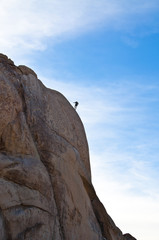 Fototapeta premium Joshua Tree Nationalpark