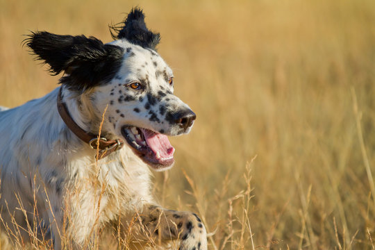 Pointer Pedigree Dog Running Closeup