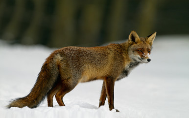 Red Fox in the snow