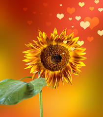 Fototapeta premium Valentine sunflower and hearts