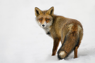 Red Fox in the snow