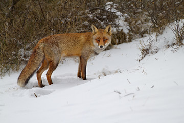 Red fox standing in the snow