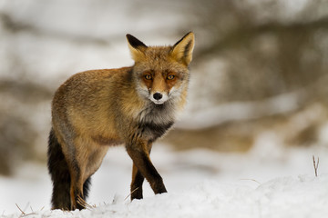 Red Fox in the snow