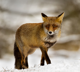 Red fox standing in the snow