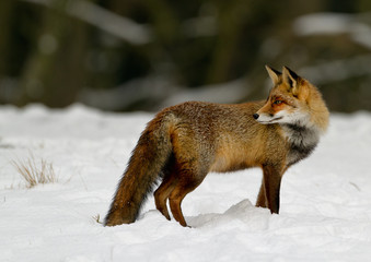 Red Fox in the snow