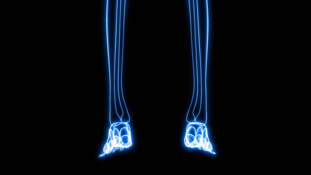 X-Ray Scan of Human Skeleton (HD)