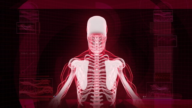 X-Ray Scan of Human Skeleton (HD)