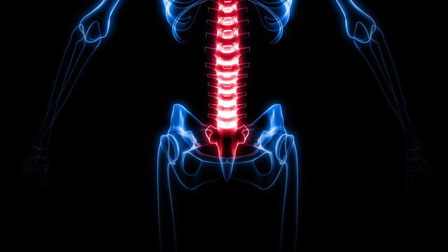 X-Ray of Human Skeleton (HD)