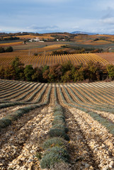 champ de lavande en automne