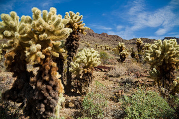 Arizona cactus trees