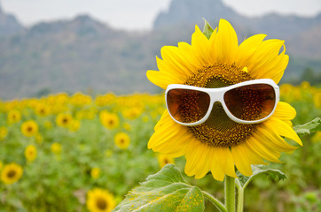 sunflower and sunglasses