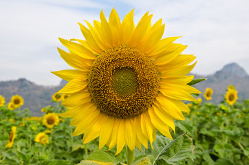 Fototapeta premium sunflowers field