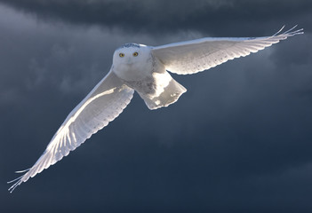 Snowy Owl in Flight © pictureguy32
