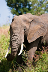 Fototapeta na wymiar Elephant in the Tarangire National Park, Tanzania