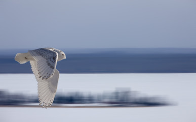 Snowy Owl in Flight