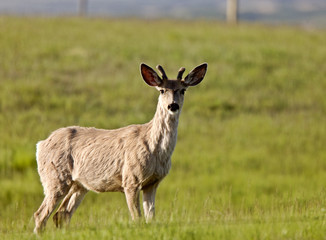 Male Buck deer
