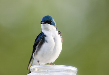 Tree Swallow