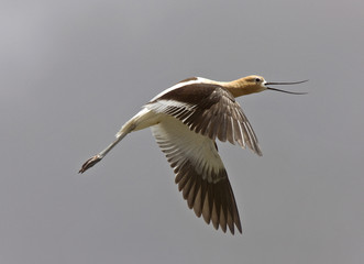 Avocet in Saskatchewan Canada in flight