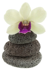 Fototapeta na wymiar orchidée sur galets