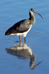 Straw-necked Ibis
