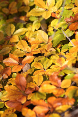 Goldener Oktober, Herbststimmung
