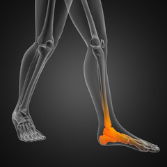 human radiography scan