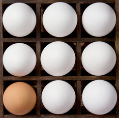 Diversity eggs, white and brown eggs in a printers drawer - obrazy, fototapety, plakaty