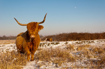 Pregnant Highland cow in winter coat