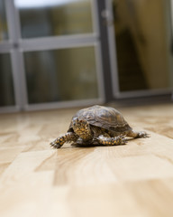 Turtle