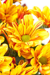 Chrysanthemum Flowers