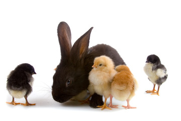 Black rabbit and chickens