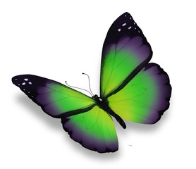 Green, violet butterfly, isolated on white