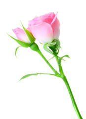 Fototapeta Pink rose and bud on a green stalk obraz