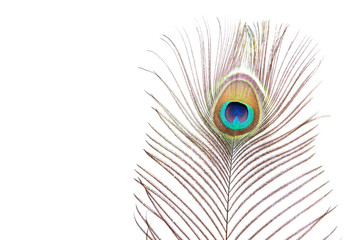 Obraz premium peacock feather