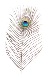 peacock feather