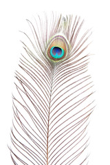 peacock feather