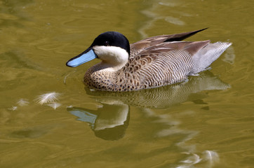 Closeup puna teal (Anas puna) swimming on water