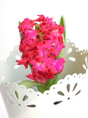Цветущий розовый гиацинт в белом резном кашпо