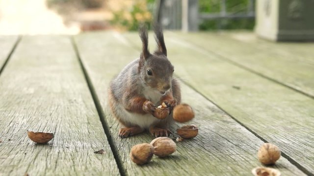 eichh&ouml;rnchen und walnuss