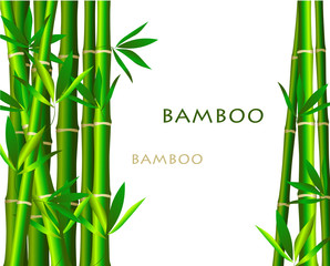 Bamboo  on white background