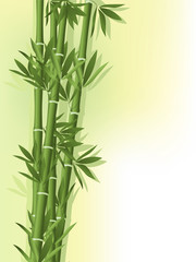 Bamboo on the old paper background