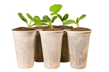 gren sprouts on a white background