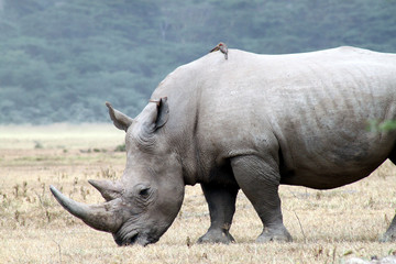 Obraz premium rinoceronte nella savana